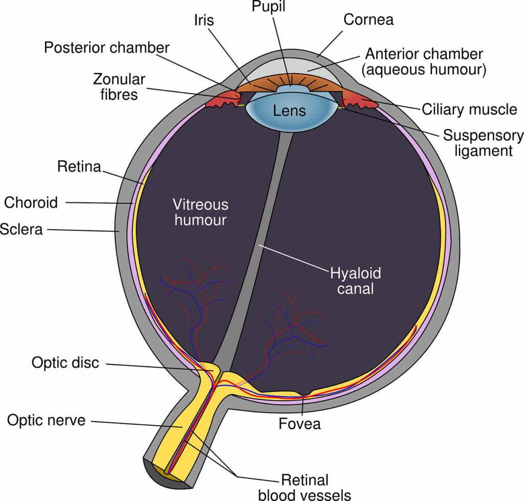 eye central fixation