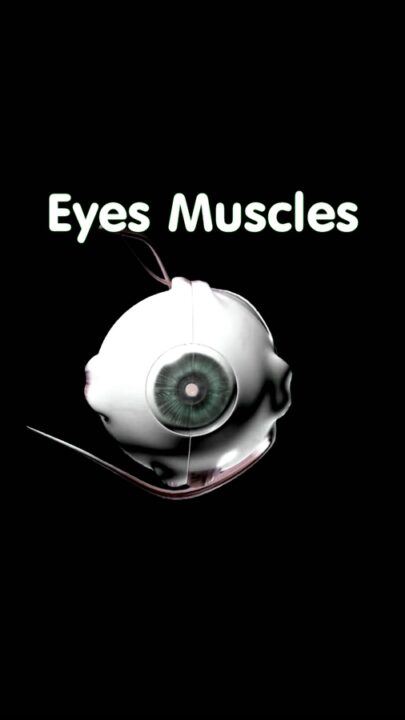 How do Oculomotor muscles move eyeballs